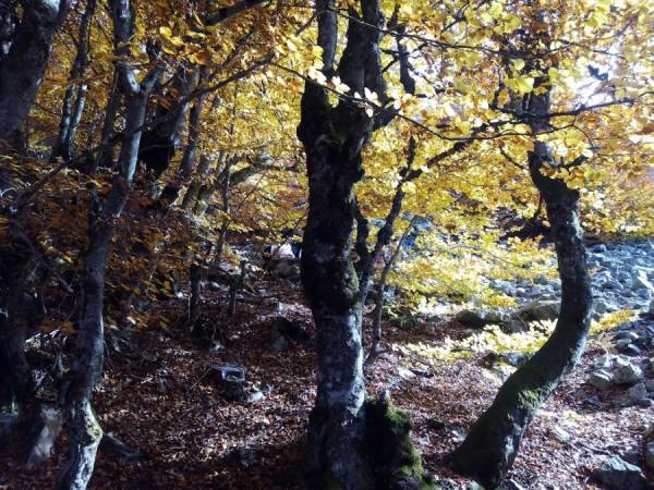 Segunda quincena de Octubre y primera de Noviembre es el momento ideal para visitar el Hayedo de La Pedrosa