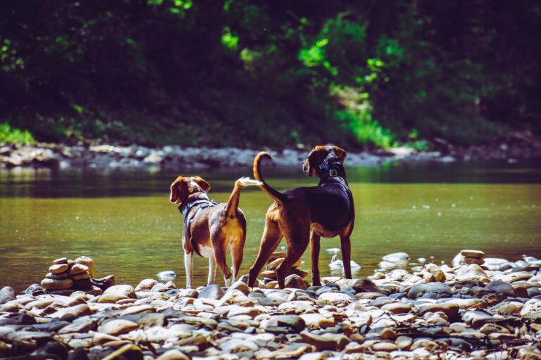 casas rurales para perros