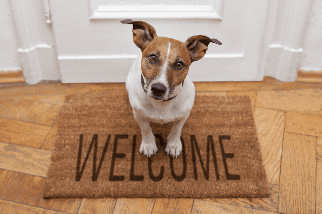 mascotas bienvenidas en alojamiento rural