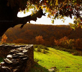 doce robles naturaleza