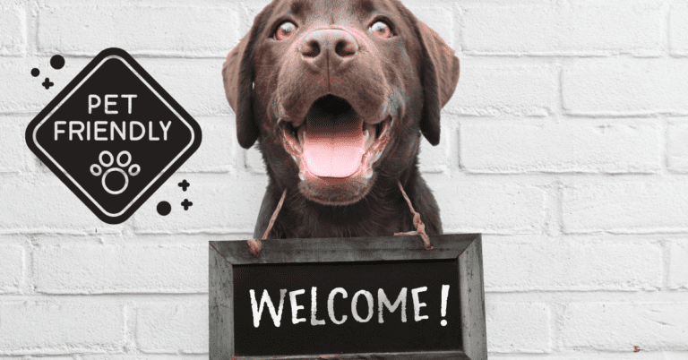 mascotas bienvenidas en la casa rural la pizarra negra